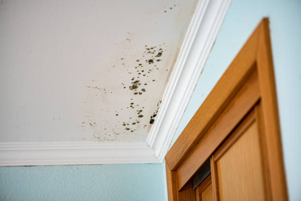 Best Insurance-Related Mold Remediation in Hallowell, ME